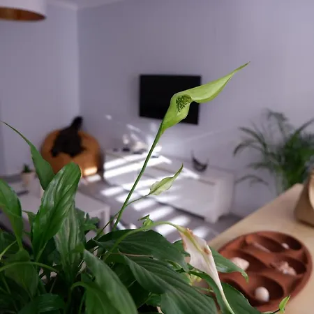 Apartmán Apartamento Baleia *